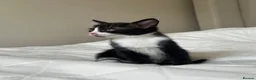 Mixed Breed cats for sale: Kittens - Advert 24