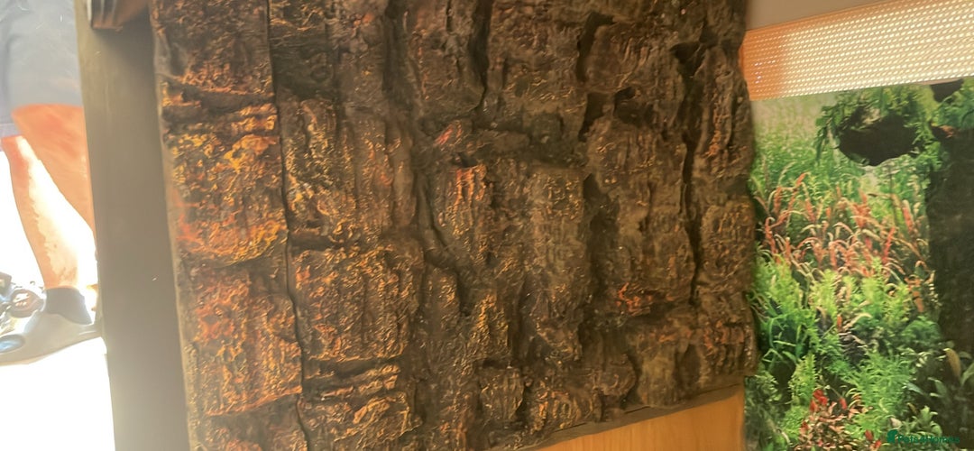 Bearded Dragon reptiles for sale: 4 ft Vivarium  - Image 3