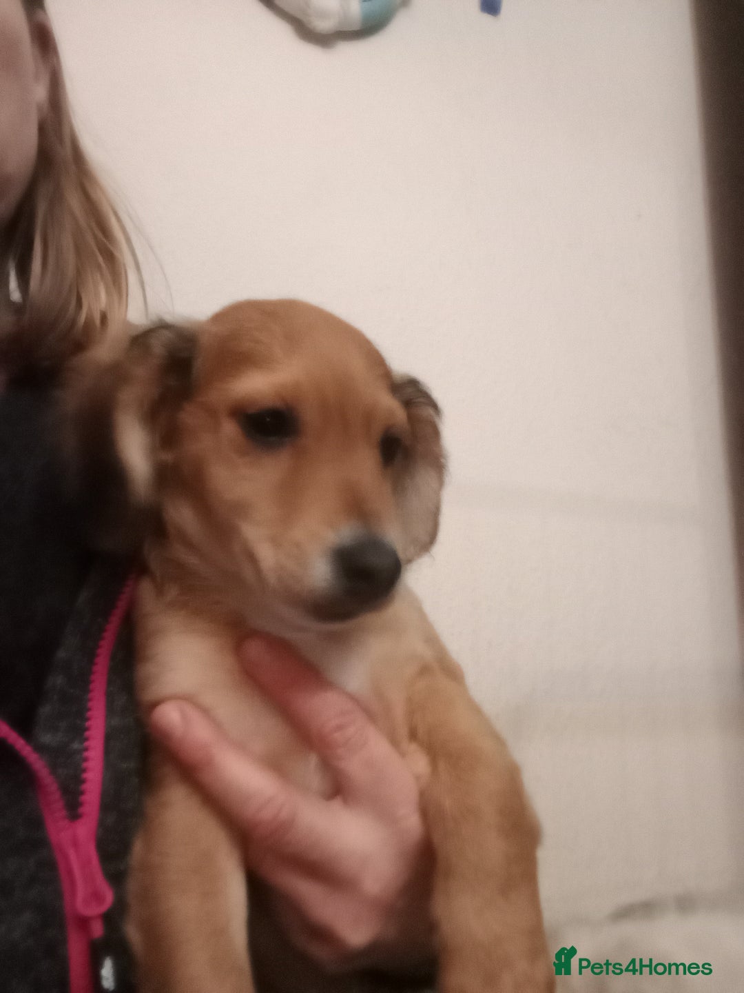 Mixed Breed dogs for sale: Cockapoo x jack Russell DNA health tested clear m - Advert 14