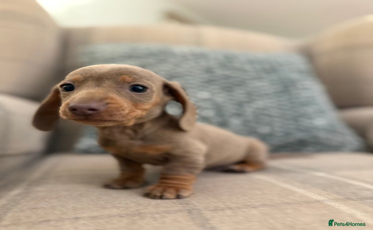 Miniature Dachshund dogs - Advert 2