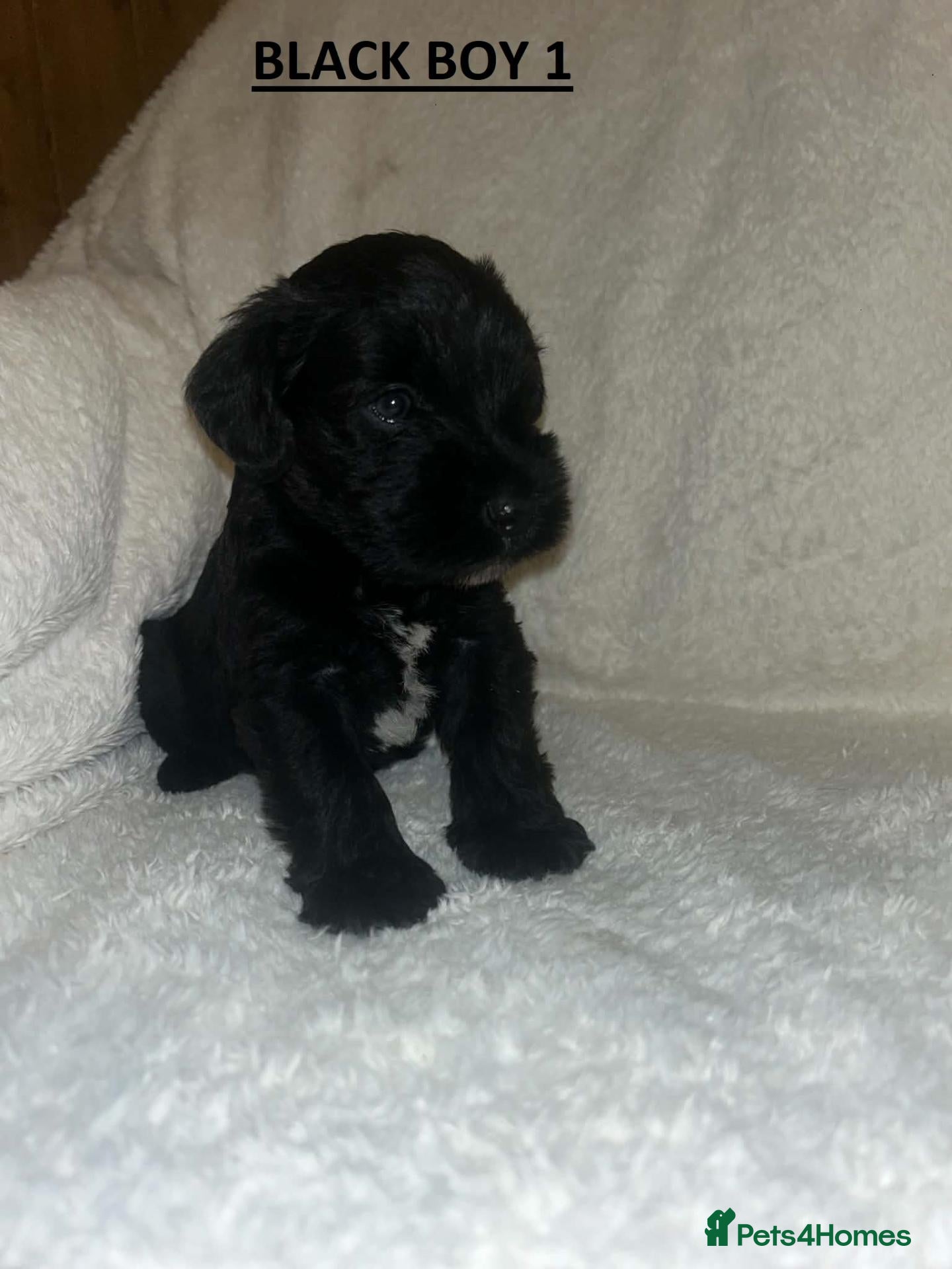 Miniature Schnauzer dogs 4 Beautiful KC Registered Puppies – 1 Girl, 3 Boys - Advert 10
