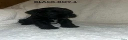 Miniature Schnauzer dogs for sale: 4 Beautiful KC Registered Puppies – 1 Girl, 3 Boys - Advert 10
