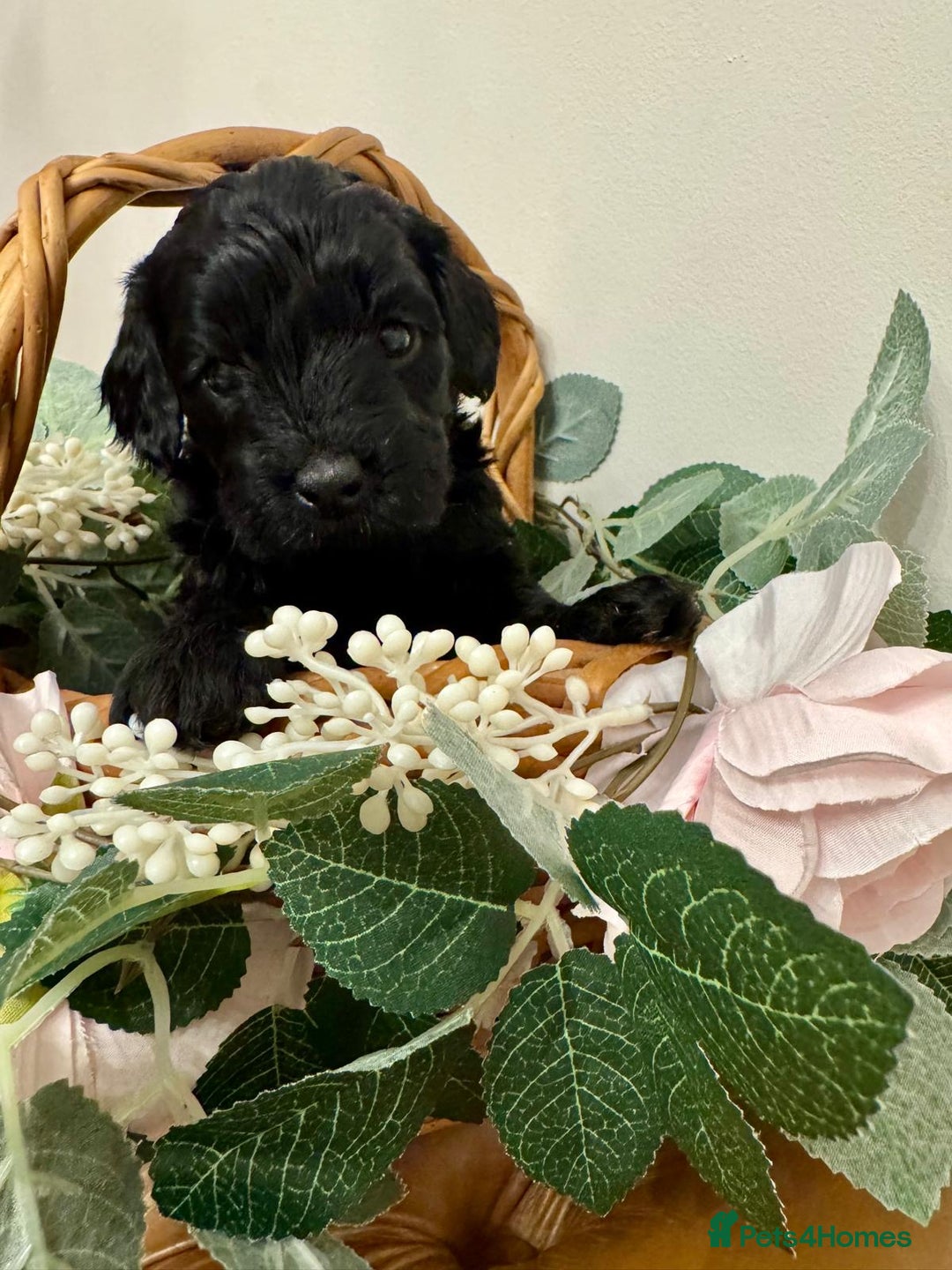 Cockapoo dogs for sale: Beautiful Cockapoo Puppies for Sale ✨🐾 - Advert 17