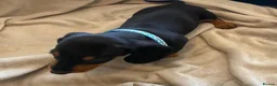 Dachshund dogs for sale: 7 beautiful puppy’s looking for a forever home.  - Advert 9