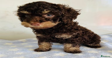 Cockapoo dogs - Advert 14