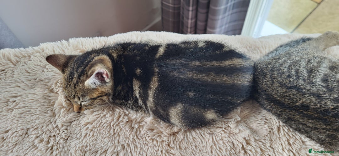 Mixed Breed cats for sale: Mixed breed, both female, ready to go now! - Image 8