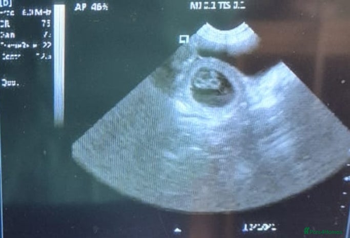 Samoyed dogs - Advert 1