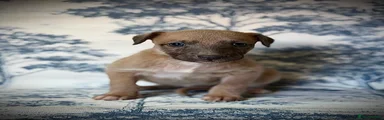 Bedlington whippet 6