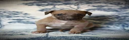 Mixed Breed dogs for sale: Bedlington whippet puppies  - Advert 7