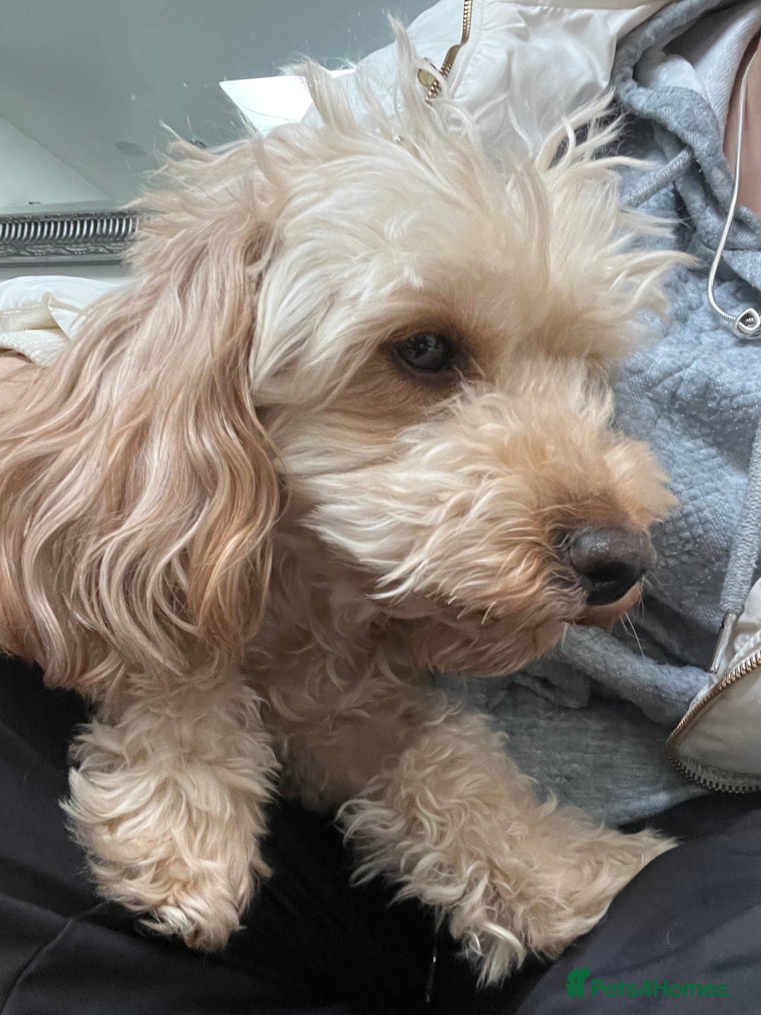 Poodle dogs for stud: Beautiful Poodle Stud - Image 6