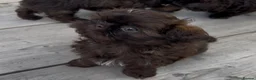 Shih Tzu dogs for sale: KC true chocolate imperial Shihtzu puppies  - Advert 9