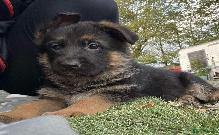 German Shepherd dogs - Advert 16