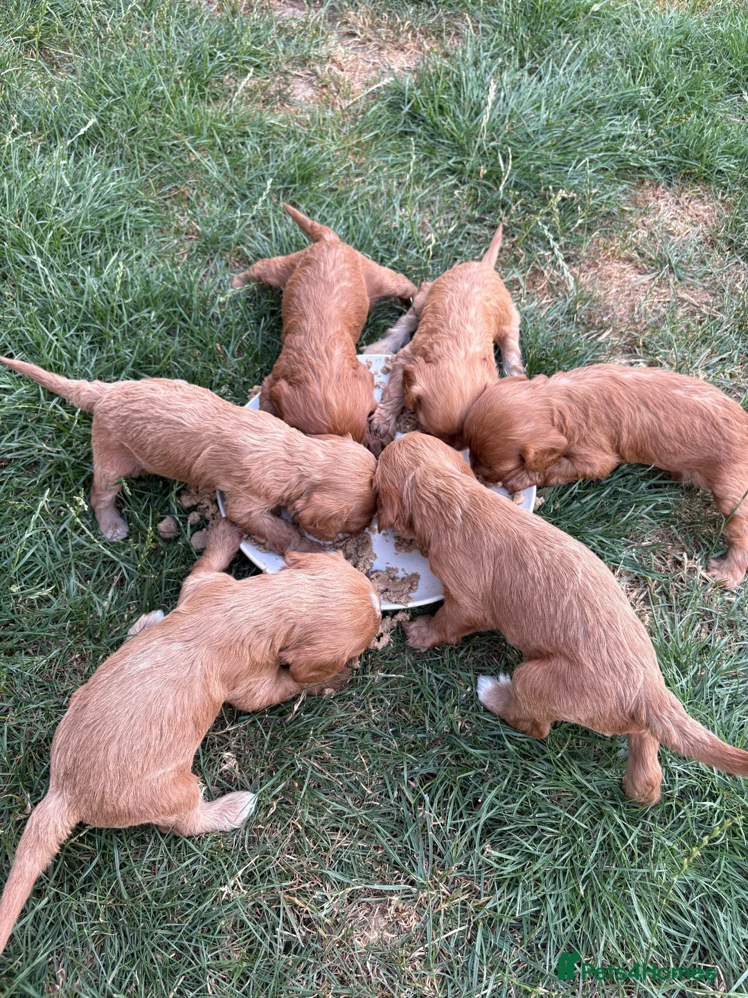 Cavapoo dogs for sale: Cavapoo puppies  - Advert 2