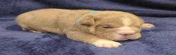 English Bulldog dogs for sale: ☆ showstopping stocky and Rare lilac tri pups ☆  - Advert 39