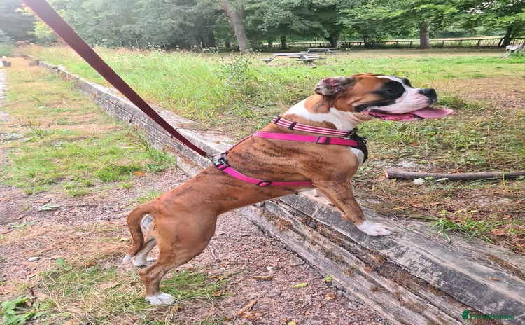 Boxer dogs - Advert 1
