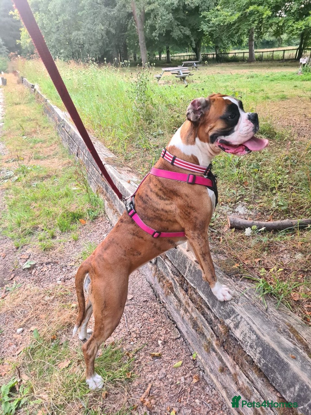 Boxer dogs for sale: KC REGISTERED Puppies-1x Gourgess Puppy available - Image 15