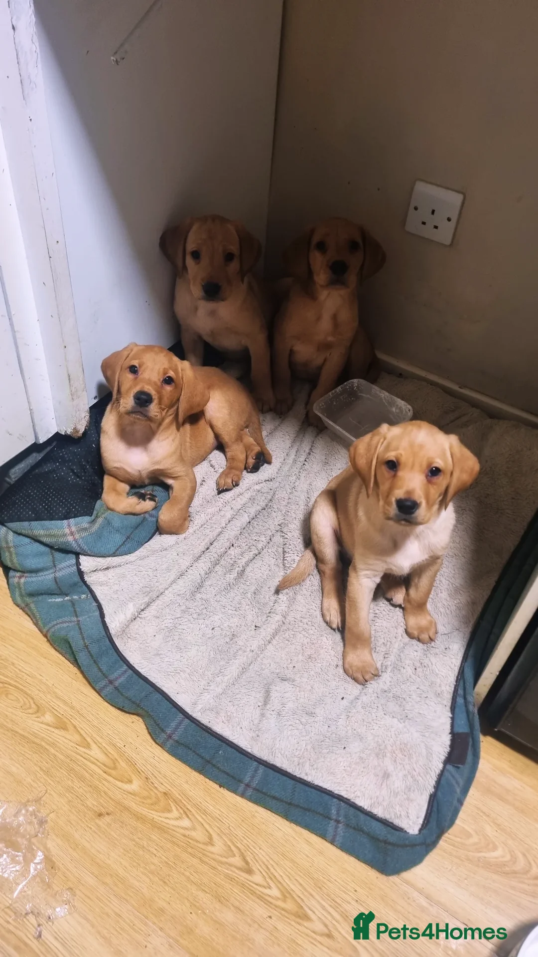 Labrador Retriever dogs for sale: Kc registered gold & fox red labrador puppies  - Advert 1