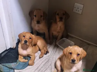 Labrador Retriever dogs Kc registered gold & fox red labrador puppies - Advert 12