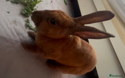 Rex rabbits for sale: gentle & playful purebred mini rex  - Image 5