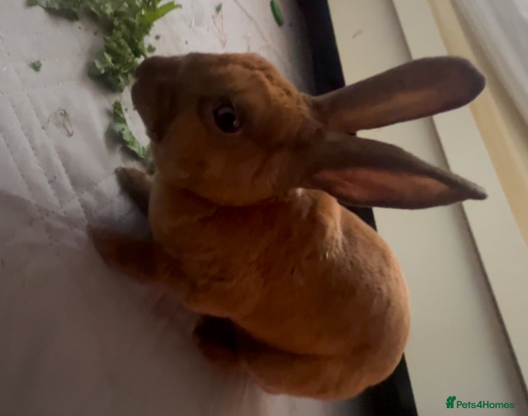 Rex rabbits for sale: gentle & playful purebred mini rex  - Image 5