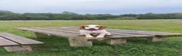 Cocker Spaniel dogs for sale: 7 month old cocker  in Sheffield - Advert 5