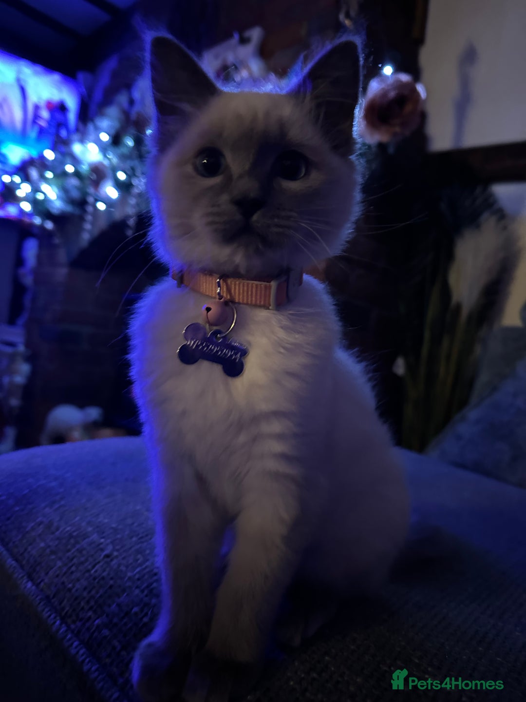 Ragdoll cats for sale: Ragdoll kitten  - Advert 12