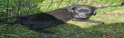Labrador Retriever dogs for sale: Gorgeous Black Labrador Puppies - Advert 17
