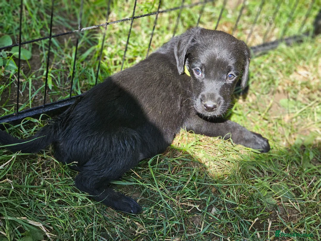Labrador Retriever dogs for sale: Gorgeous Black Labrador Puppies - Advert 17