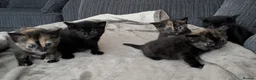 Russian Blue cats for sale: Adorable Russian Blue cross kittens - Advert 8