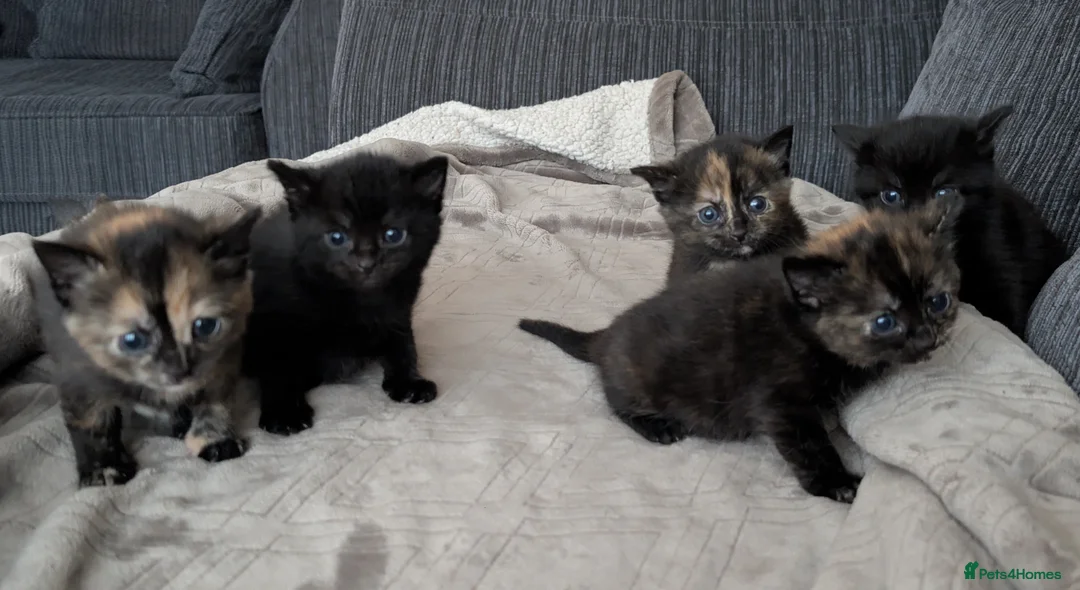 Russian Blue cats for sale: Adorable Russian Blue cross kittens - Advert 8