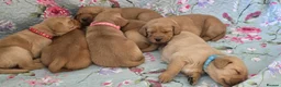 Labrador Retriever dogs for sale: Little Labradors, Ready for Their Next Adventure in Derby - Advert 8