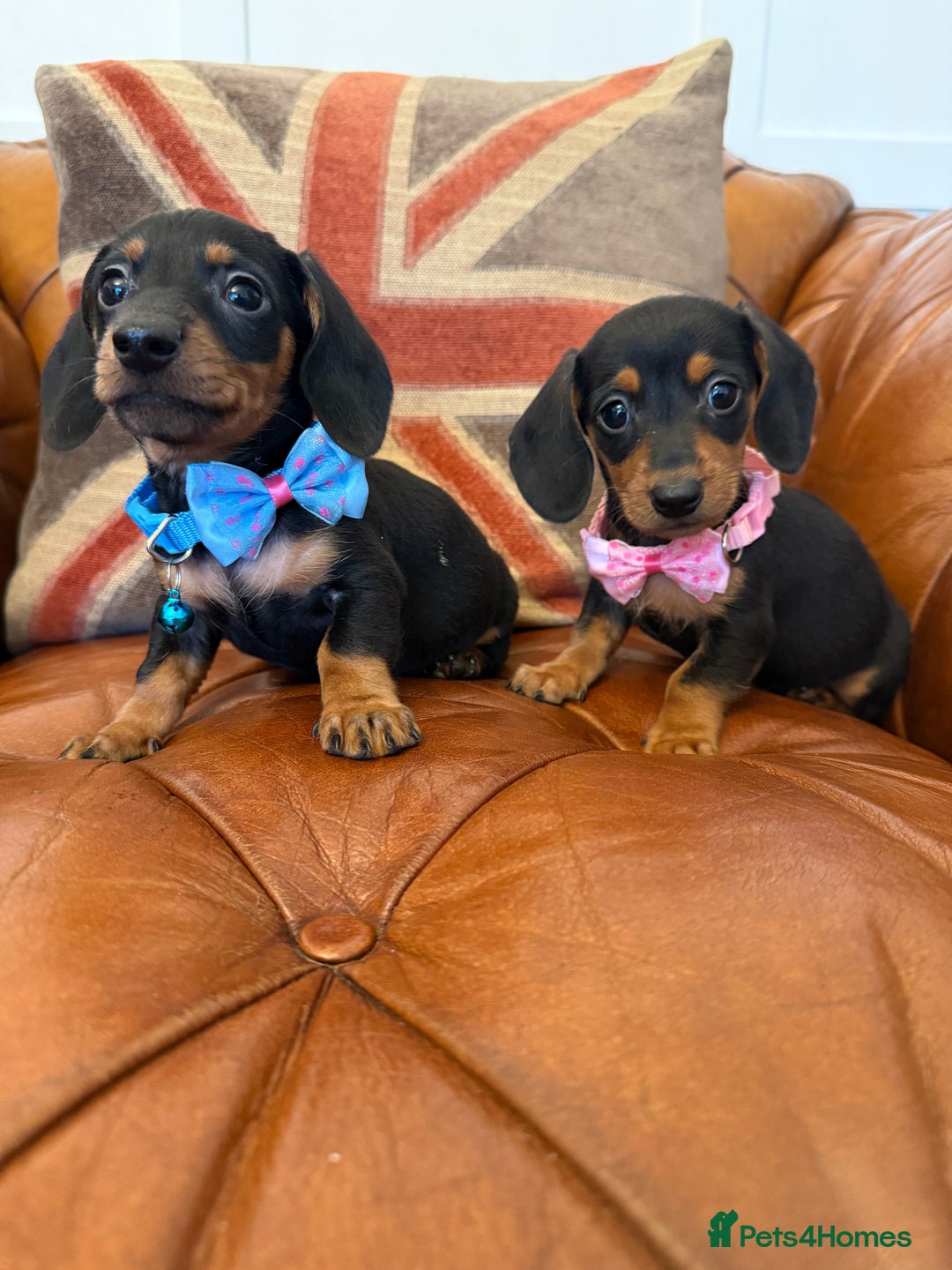 Miniature Dachshund dogs for sale: Beautiful Miniature Dachshunds 5 ⭐ License Breeder - Advert 5