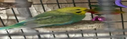 Budgerigars birds for sale: Budgies - Advert 6