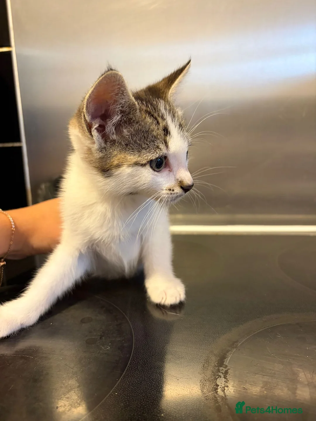Domestic Shorthair cats for sale: Tabby/White kitten boy in Braintree - Advert 6