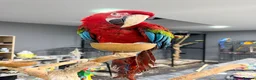 Macaws birds for sale: Stunning Green-Winged Macaw - Advert 4