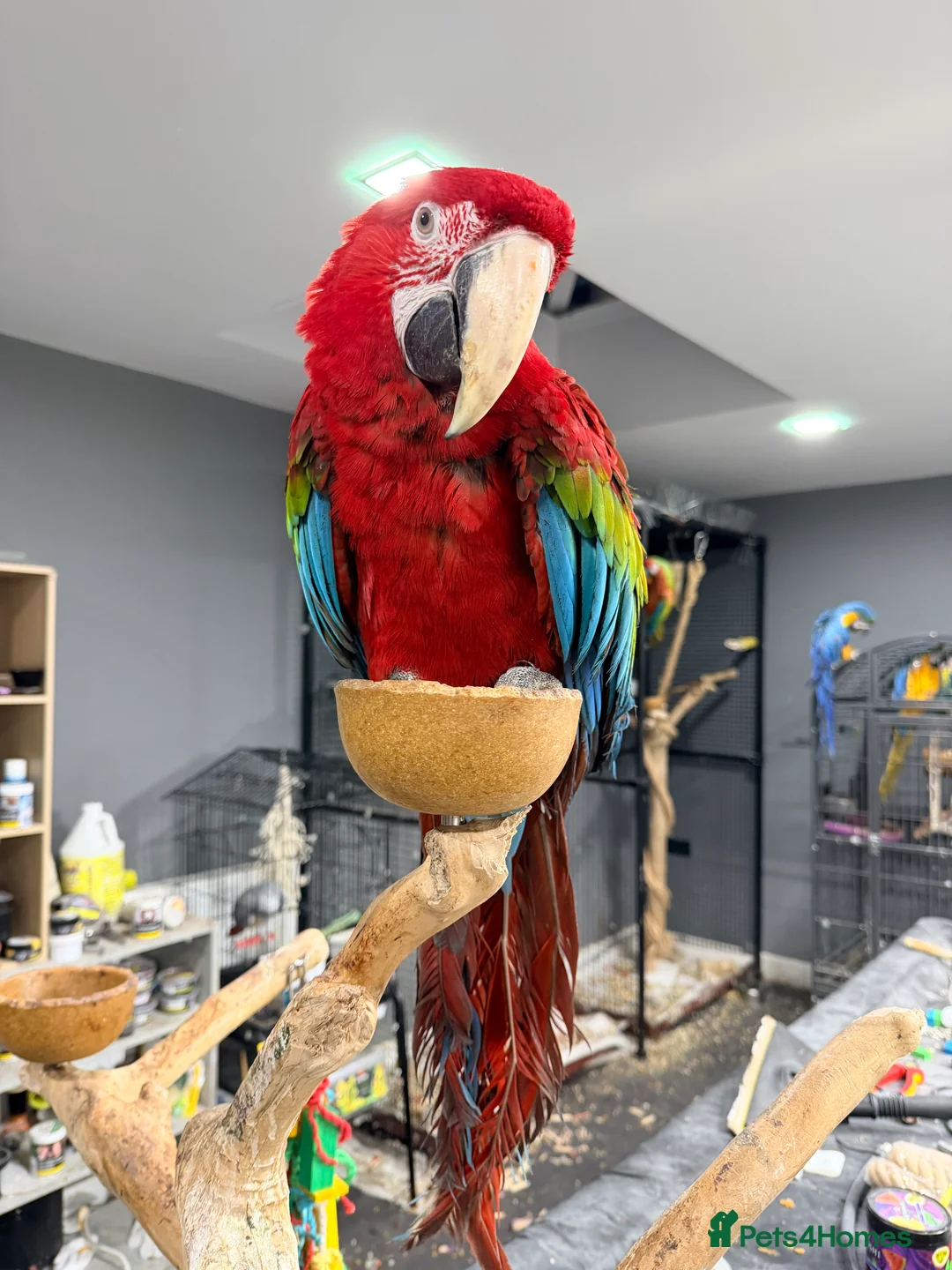 Macaws birds for sale: Stunning Green-Winged Macaw - Advert 4