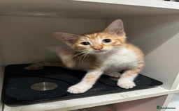 Mixed Breed cats for sale: Kittens for Sale - Advert 6