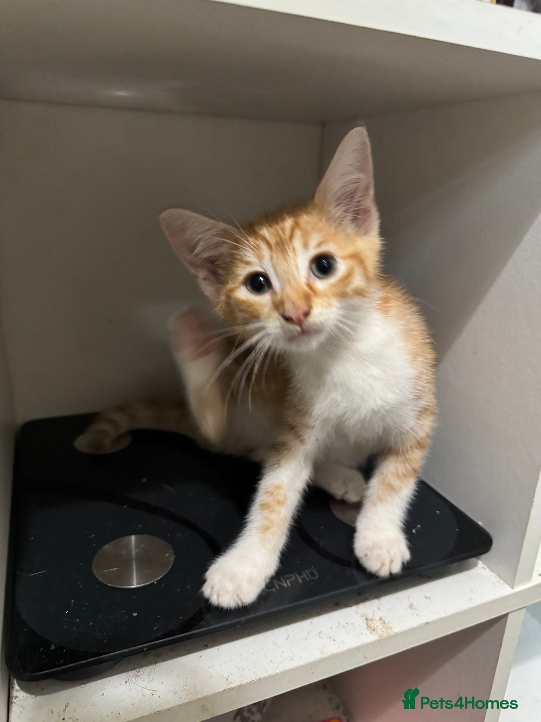 Mixed Breed cats for sale: Kittens for Sale - Advert 6