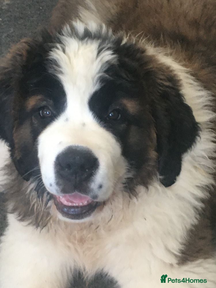 Saint Bernard dogs Rough Coated Pure St. Bernard male pup - Advert 9