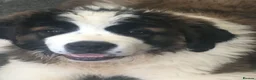 Saint Bernard dogs for sale: Rough Coated Pure St. Bernards - Advert 1