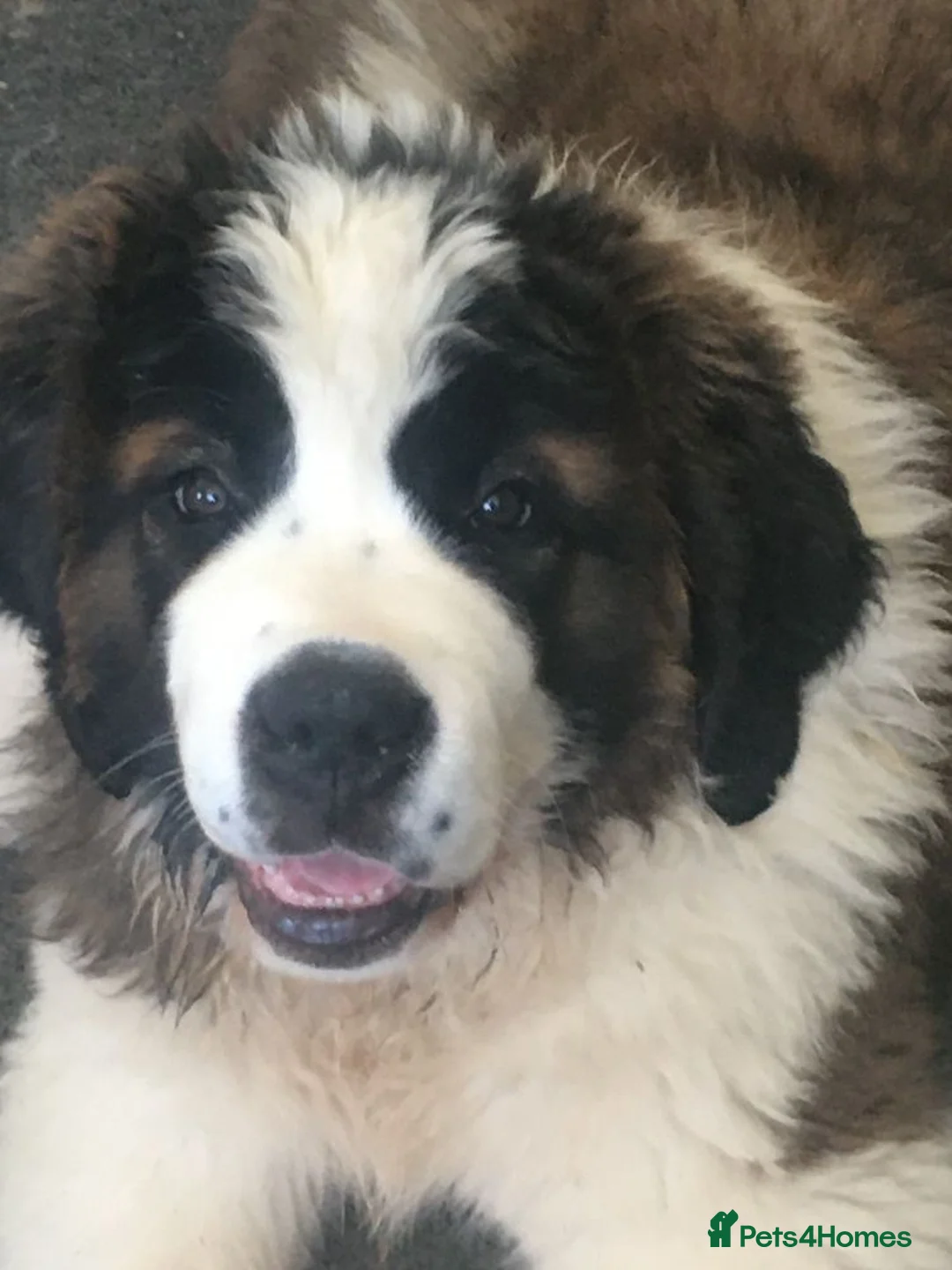 Saint Bernard dogs for sale: Rough Coated Pure St. Bernards - Advert 1