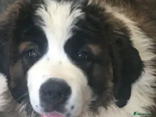 Saint Bernard dogs Rough Coated Pure St. Bernard male pup - Advert 9