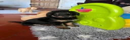 Mixed Breed dogs for sale: Delightful Double Doodles  in Crewe - Advert 19
