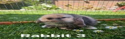 Mini Lop rabbits for sale: 🐰 Adorable Mini Lop Baby Rabbits Ready Soon 🐰 in Harwich - Advert 9