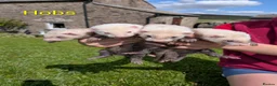 Ferret rodents for sale: Ferret kits for £15❤️ in Bishop Auckland - Advert 2