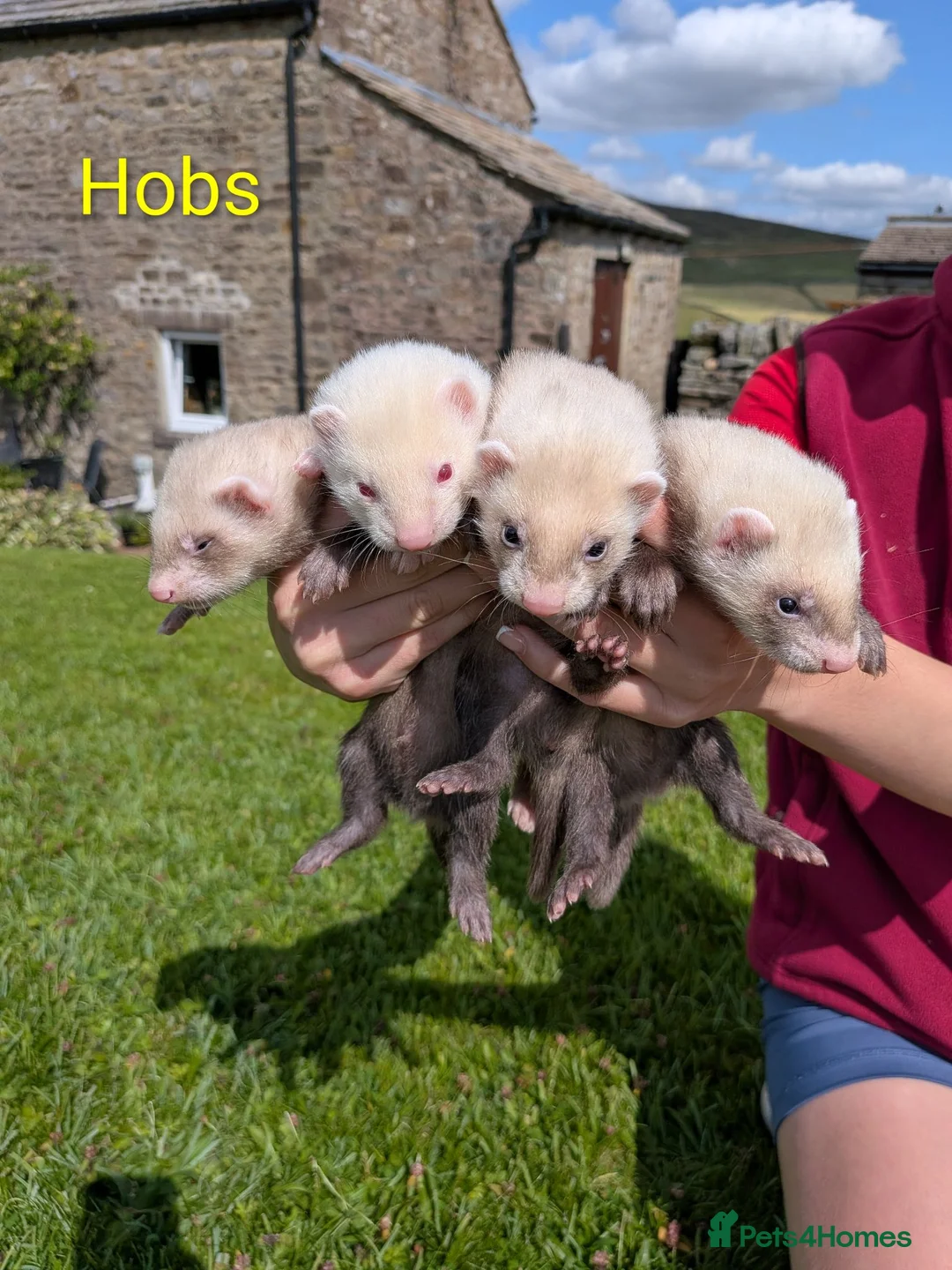 Ferret rodents for sale: Ferret kits for £15❤️ in Bishop Auckland - Advert 2