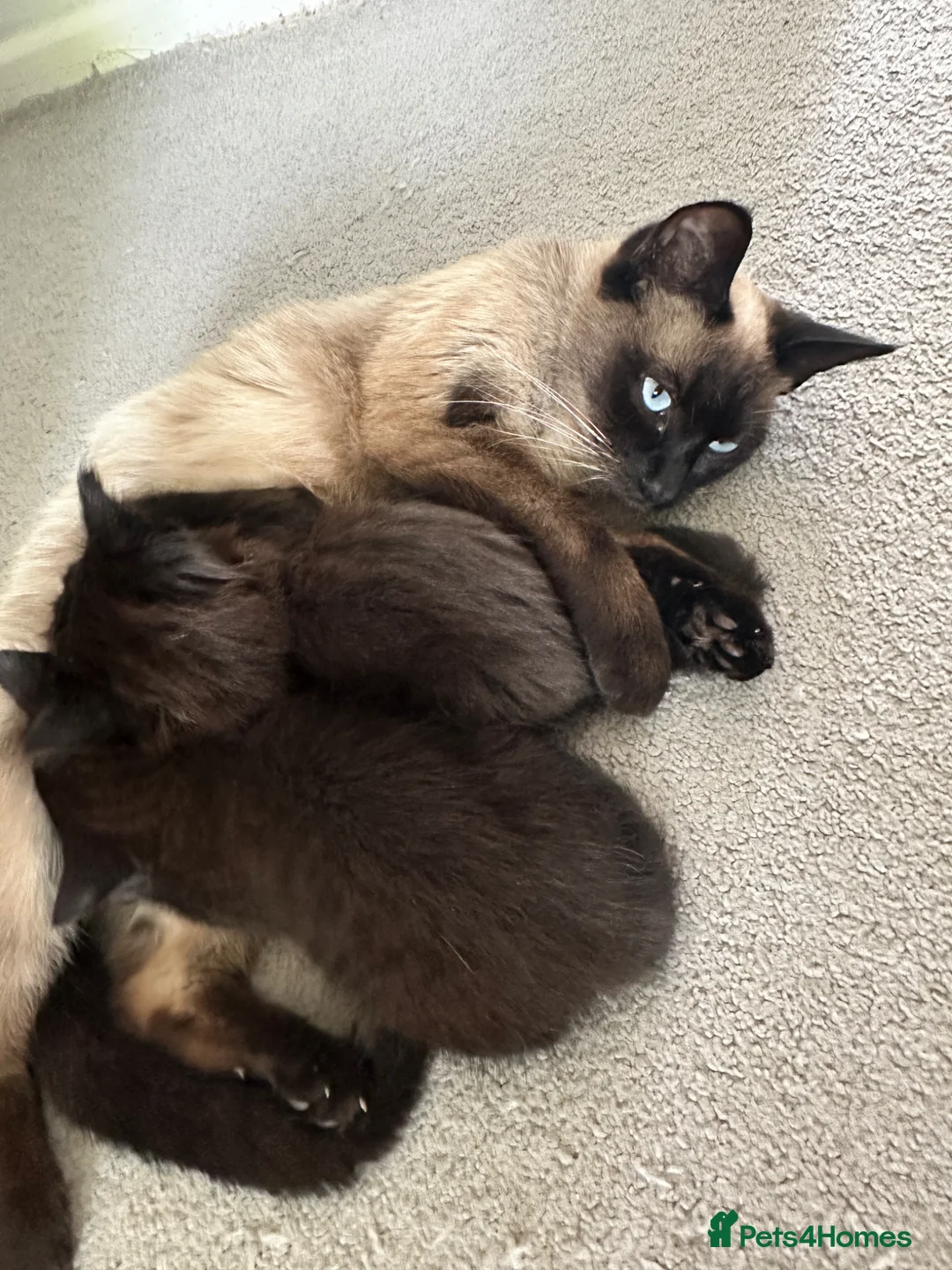Mixed Breed cats for sale: 2 beautiful babies to go to their forever home - Advert 1