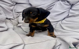 Miniature Dachshund dogs for sale: Ready Now! Smooth coat 1 boy 1 girl - Image 4