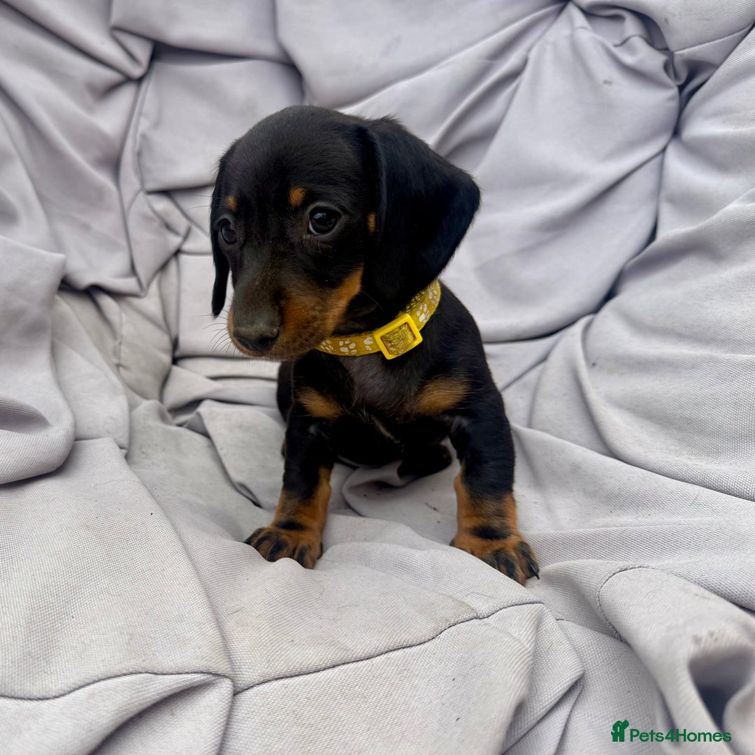 Miniature Dachshund dogs for sale: Ready Now! Smooth coat 1 boy 1 girl - Image 4
