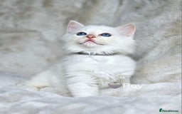 Ragdoll cats for sale: Pure Ragdoll Kittens - Image 9
